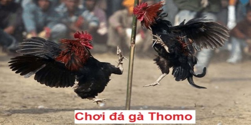 Đá gà Thomo tại 789win là nơi cá cược chất lượng